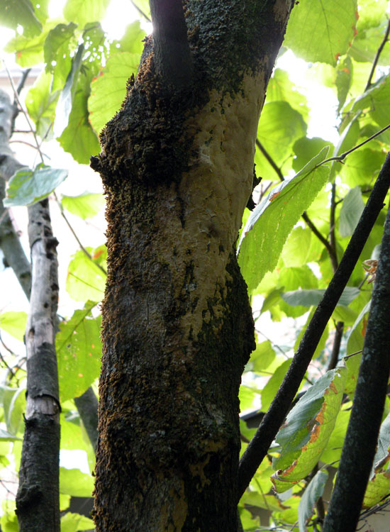 ... punctatus o ferruginosus ? (Phellinus sp.)